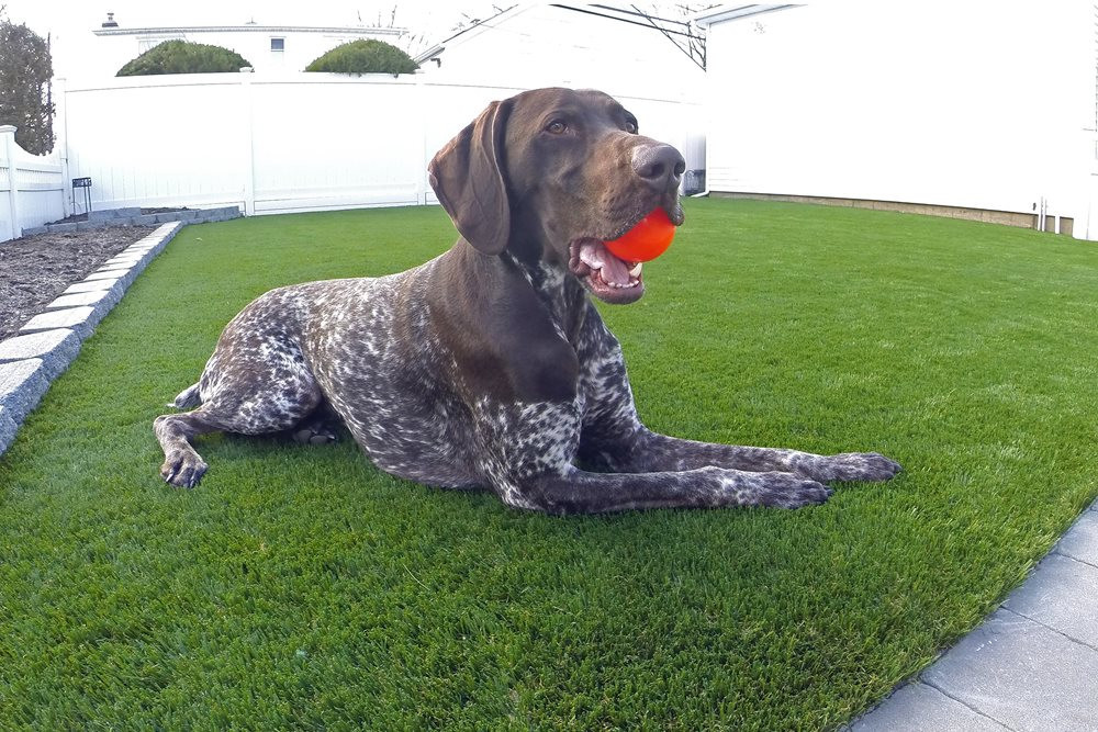Jacksonville artificial pet turf